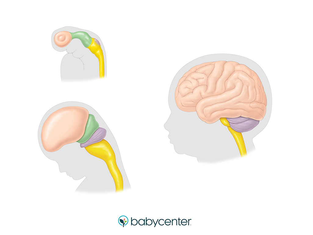illustration of a fetal brain development