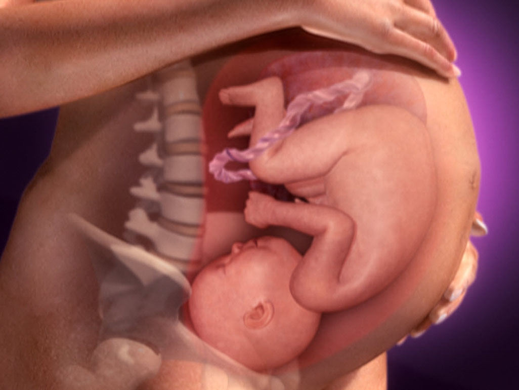 animation of baby inside woman's belly
