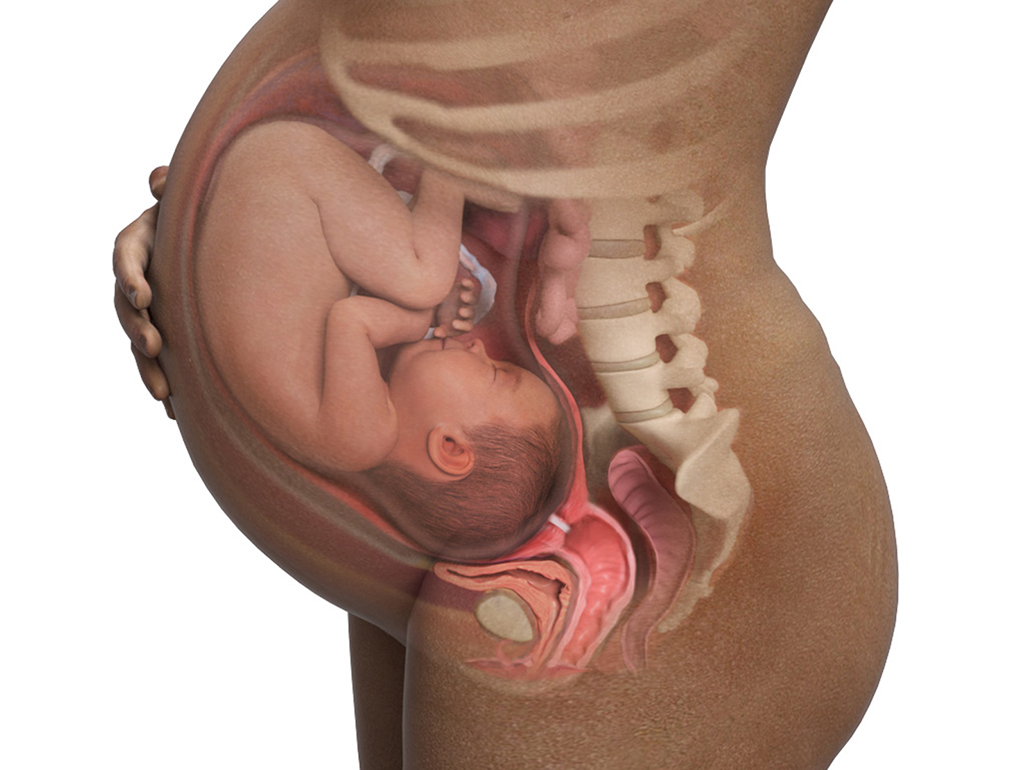 cross section of the female belly in the 40th week of pregnancy