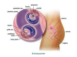 illustration of womb with twins embryo at 8 weeks