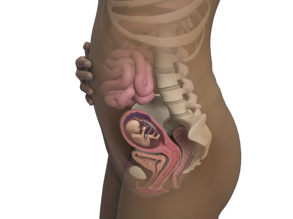 baby in womb at 15 weeks