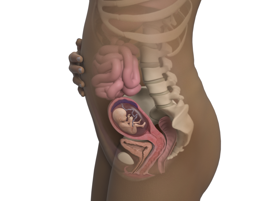 baby in womb with ligaments of uterus thickening at 16 weeks