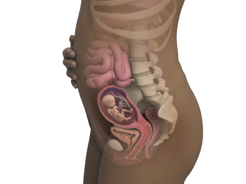 baby in body at 17 weeks