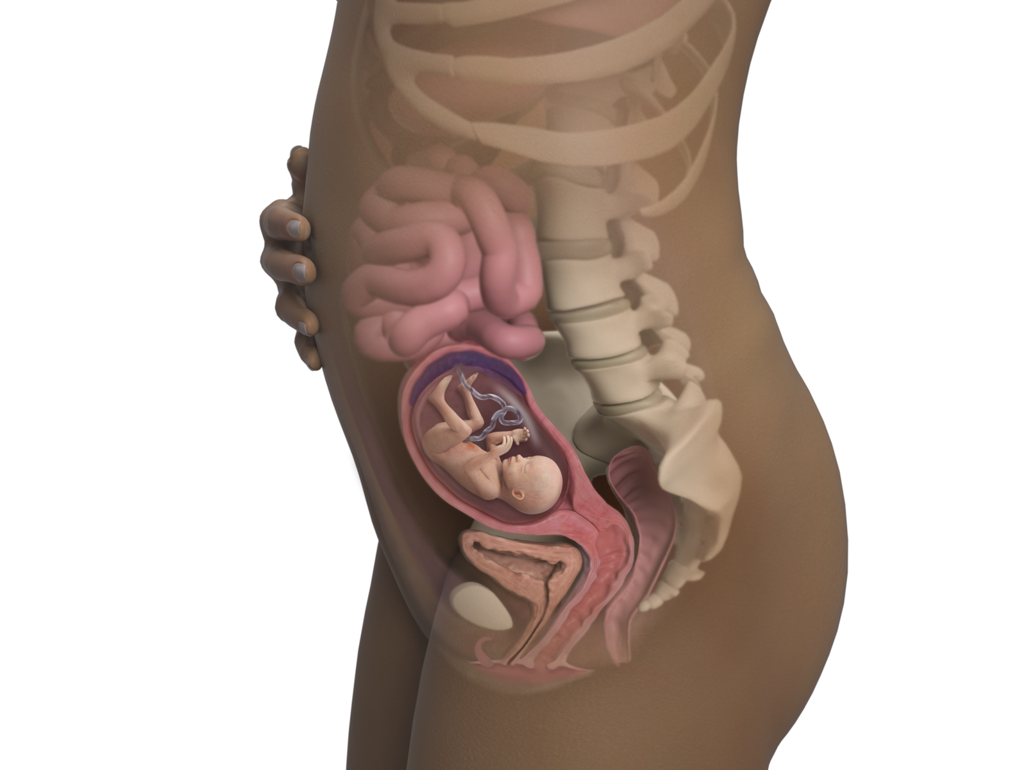 baby in womb at 18 weeks
