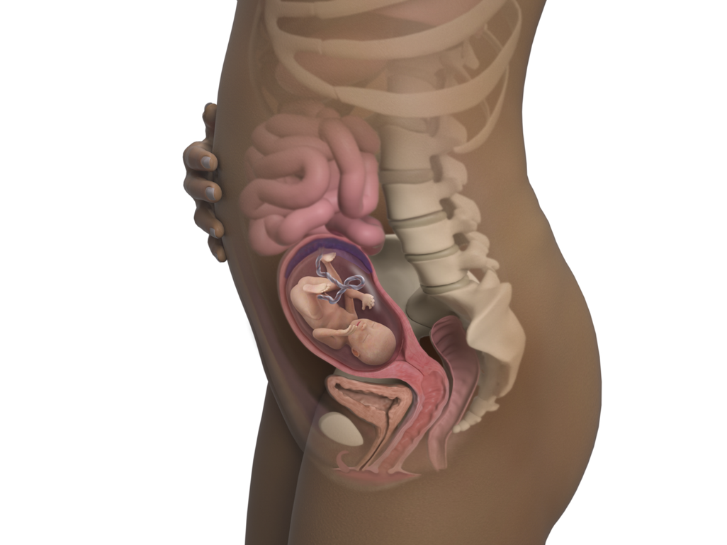 baby in body at 19 weeks