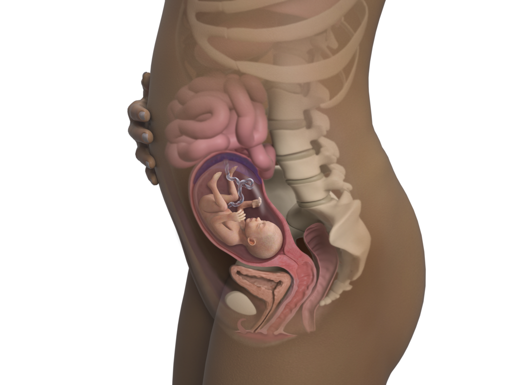 baby in body with uterus pushing against intestines