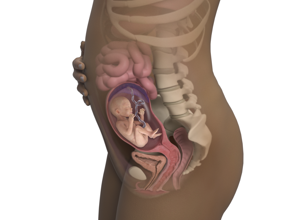 baby in womb at 22 weeks