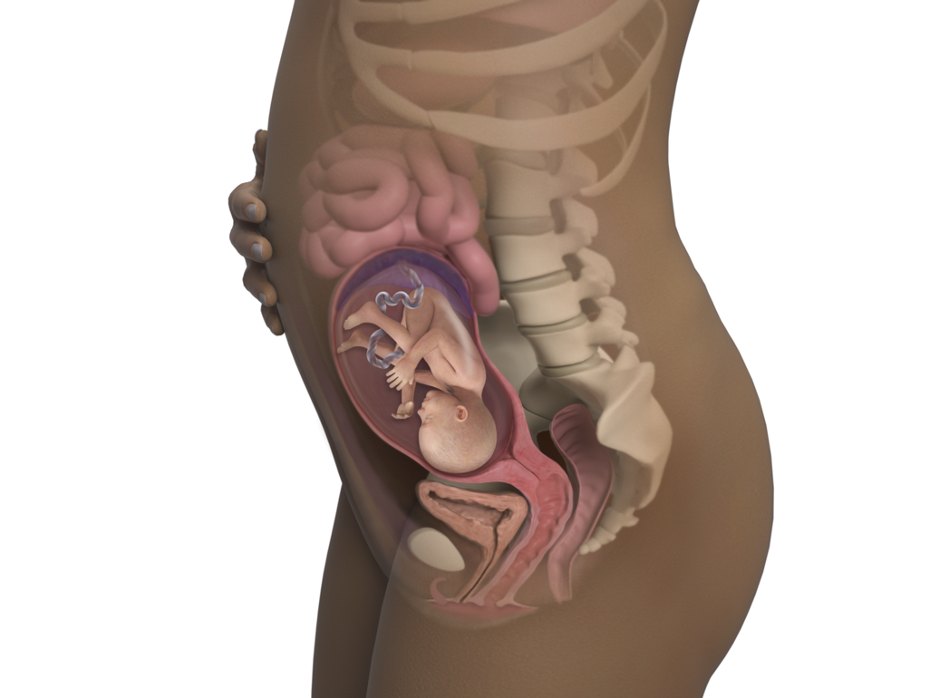 baby in body at 23 weeks