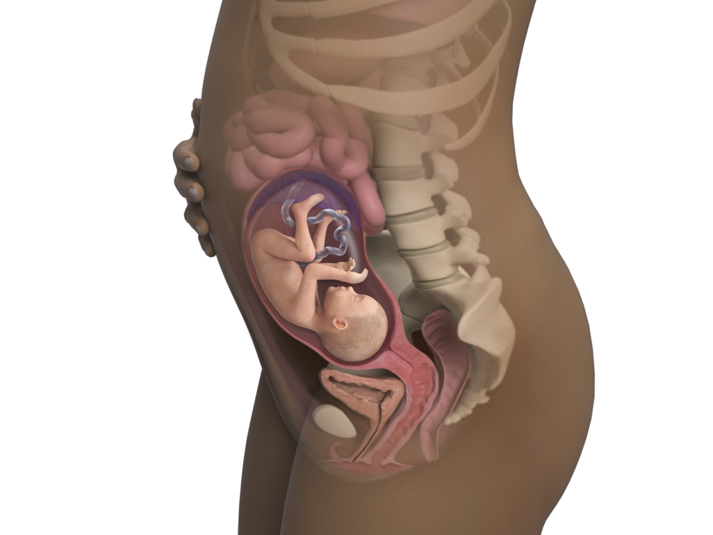 baby in body at 25 weeks