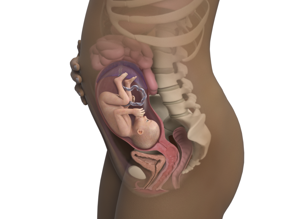baby in womb pushing against stomach at 27 weeks