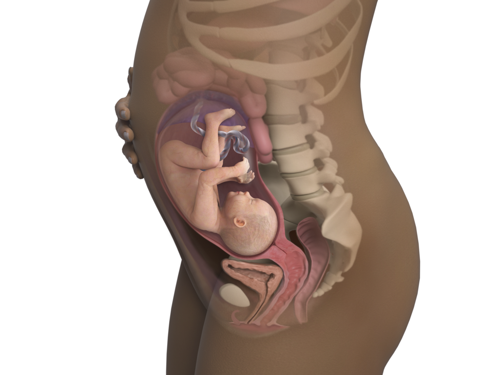baby in womb at 29 weeks with uterus pushing against diaphragm