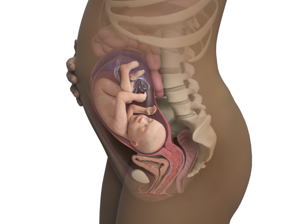 baby in womb at 30 weeks