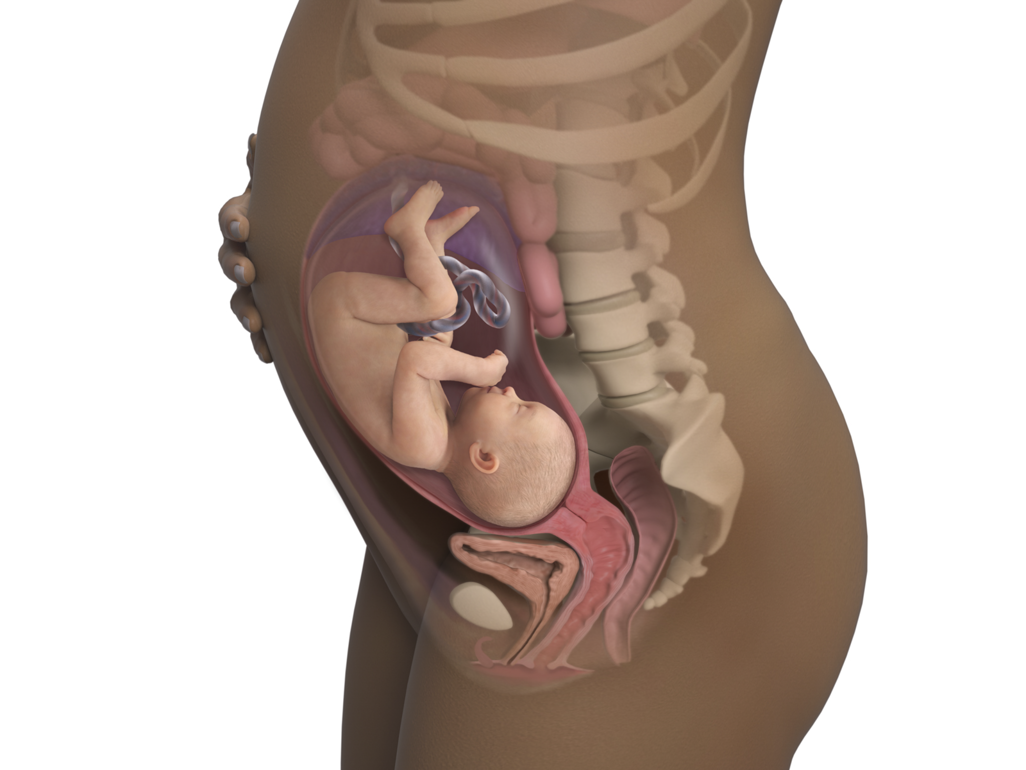baby in body at 31 weeks