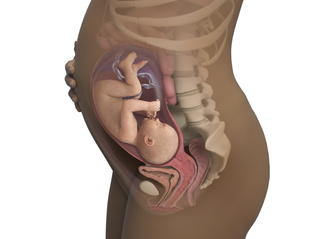 baby in womb at 32 weeks