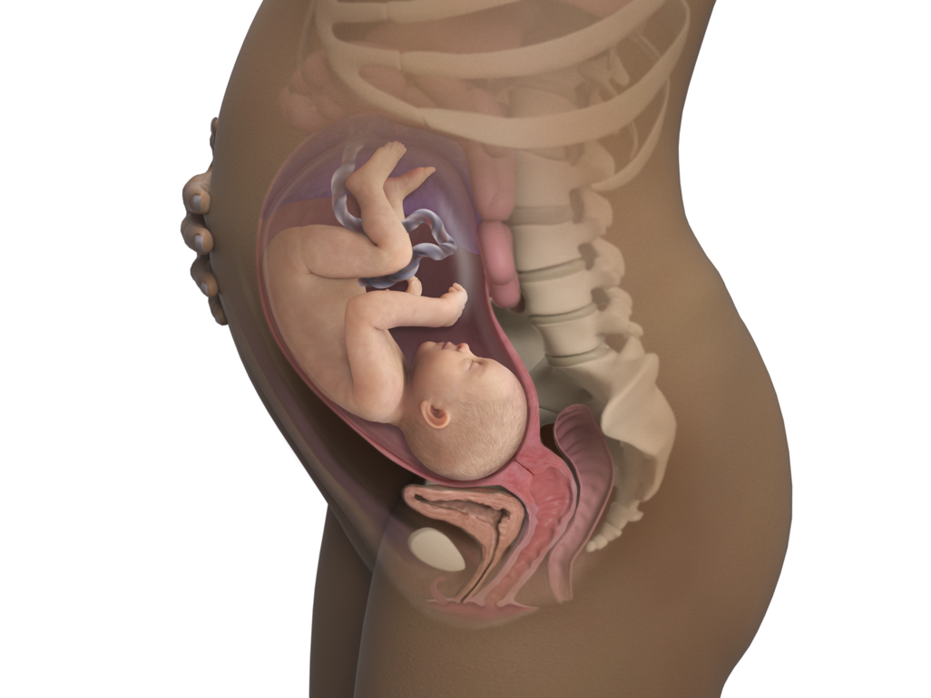 baby in womb at 33 weeks pressing on bladder