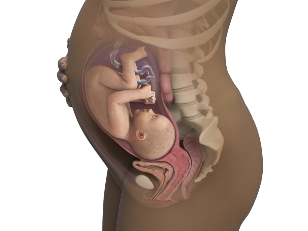 baby in womb at 34 weeks