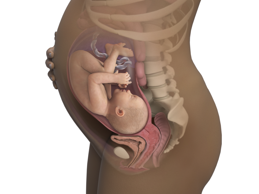 baby in womb at 35 weeks, uterus expanded to rib cage