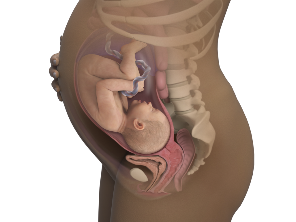 baby in body at 36 weeks moving toward birth canal