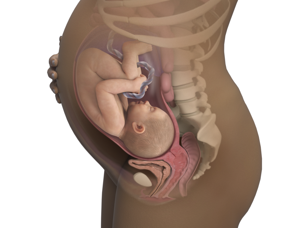baby in womb at 37 weeks, quite cramped in womb