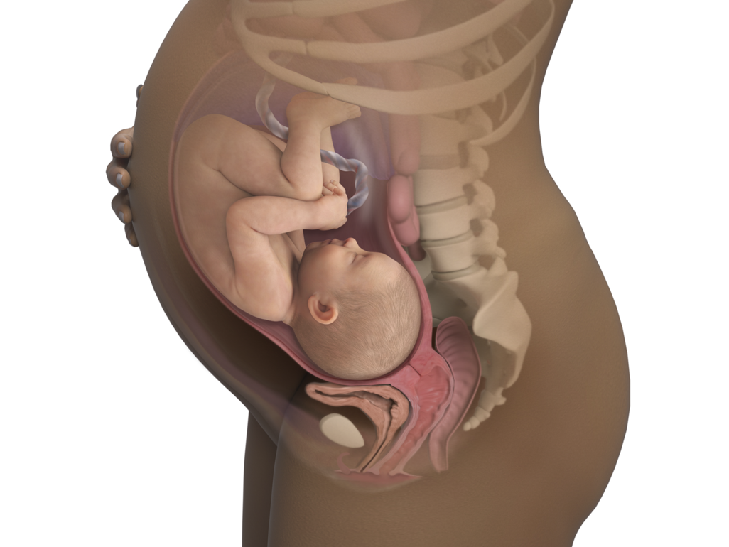 baby in womb at 38 weeks compressing bladder