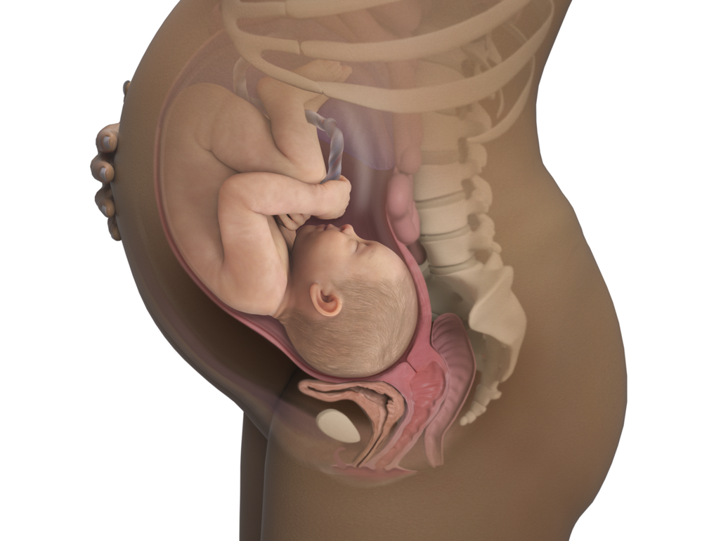 baby in womb at 40 weeks