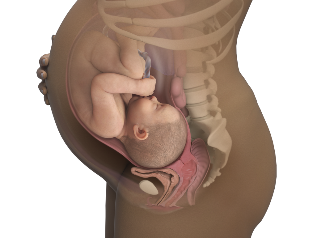 baby in womb at 41 weeks awaiting possible induction