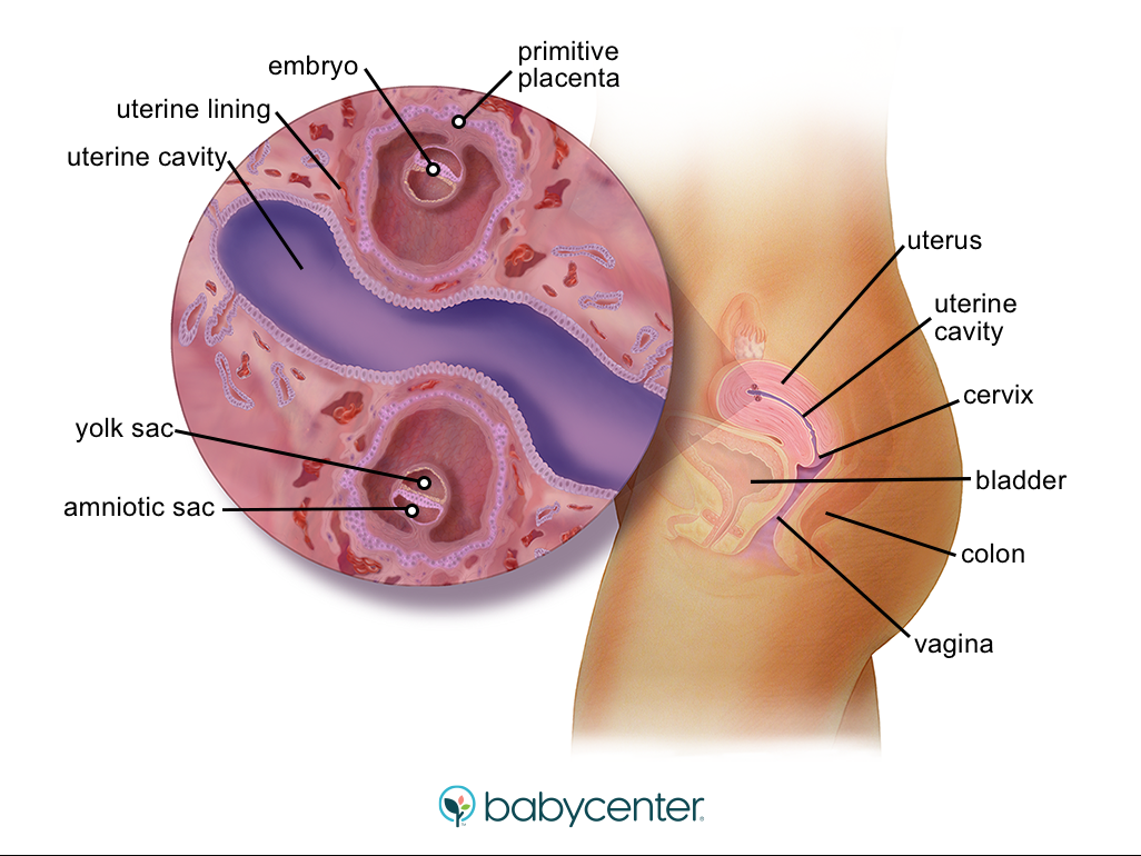 illustration of a womb with twins embryo at 4 weeks
